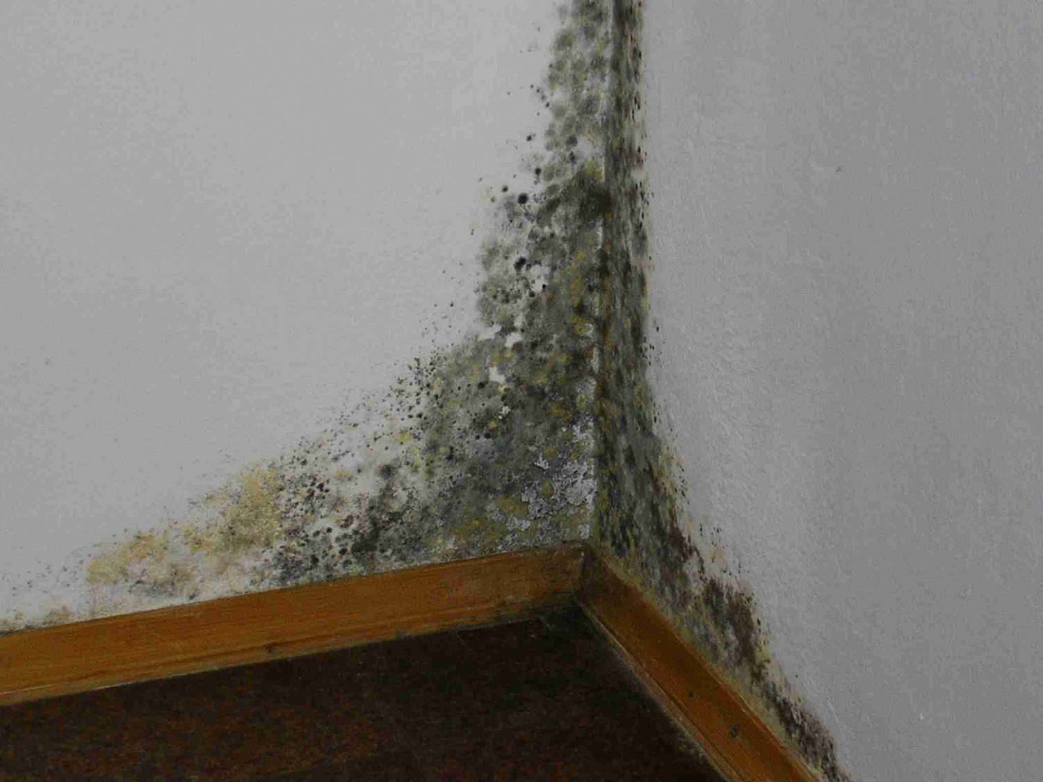 Удалитель плесени Prosept Fungi Clean